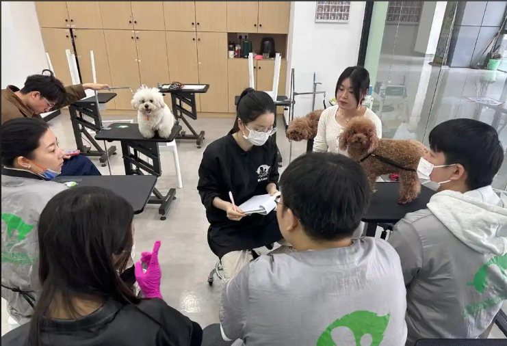漳州市宠物美容宠物美容培训学校 - 价格